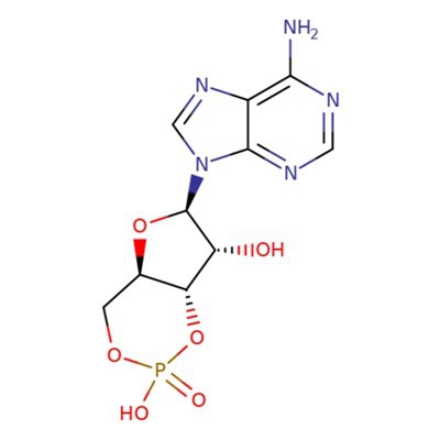 Adenozin -ciklofoszfát